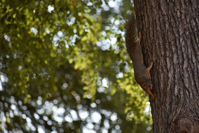 胜利大门 胜利大门